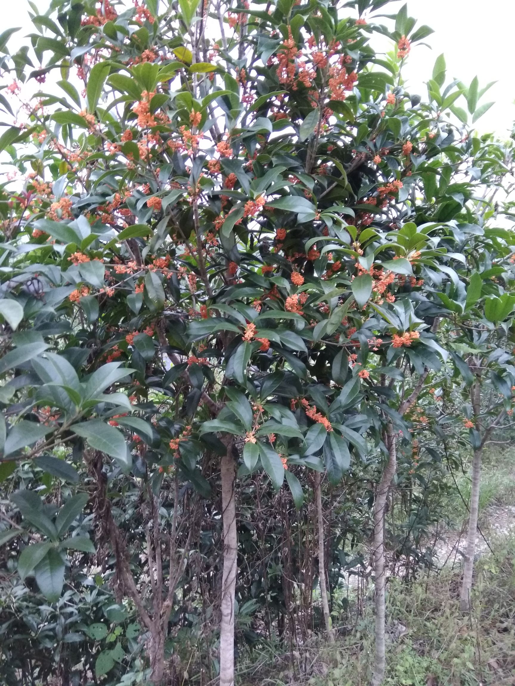 状元红桂花树
