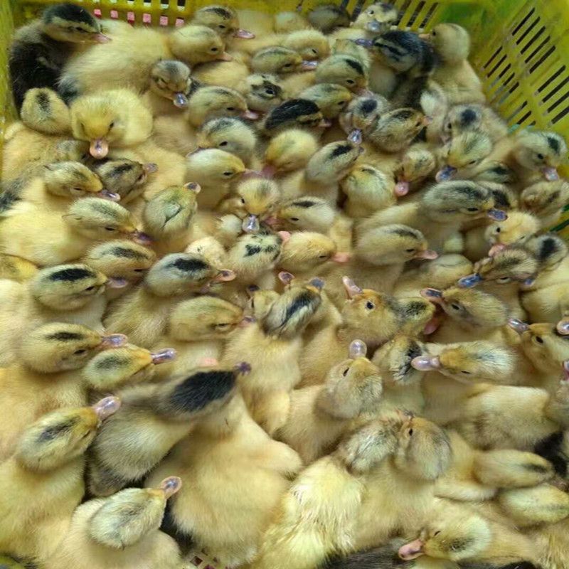 蛋鸭苗