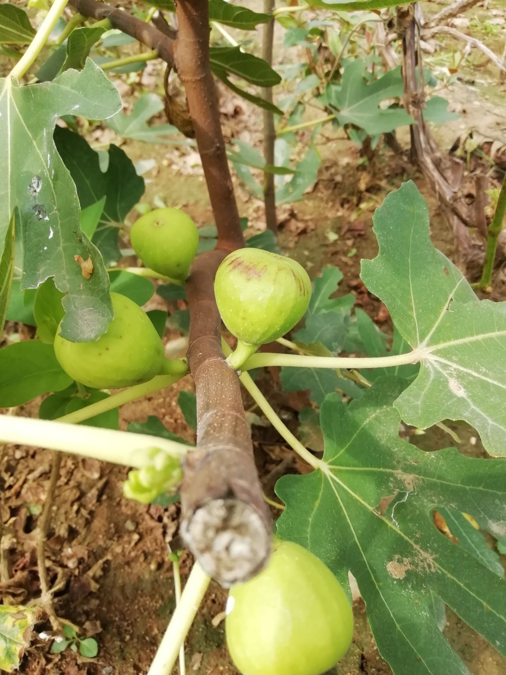 金傲芬无花果苗