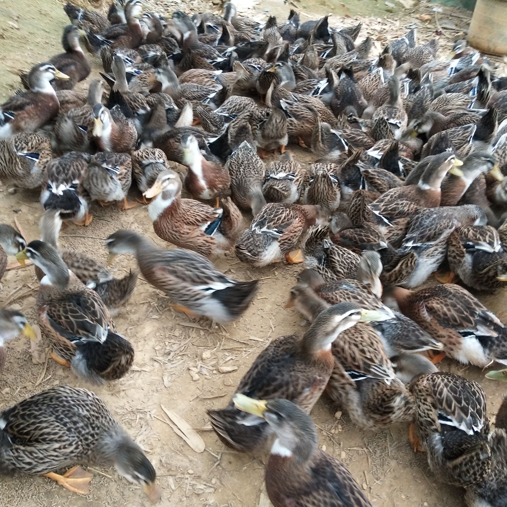 浙江省嘉兴市海盐县农产品价格丨行情走势