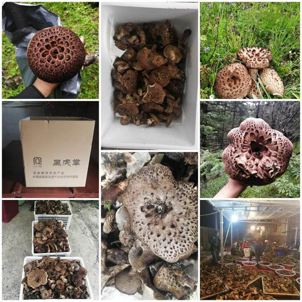 黑虎掌菌 野生 鲜货