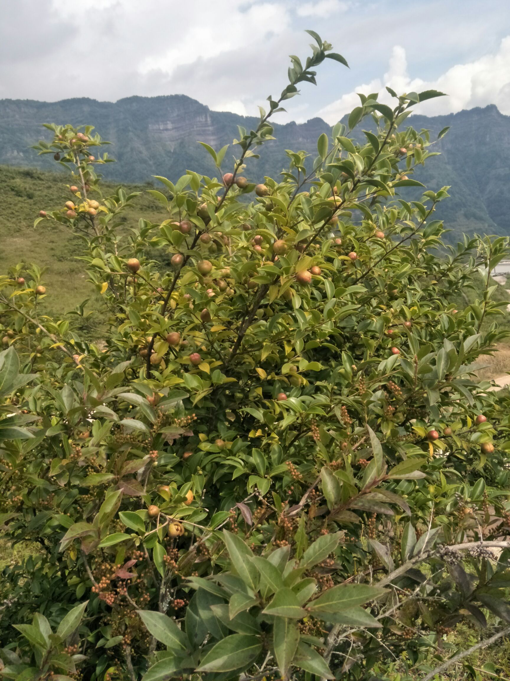 山茶籽