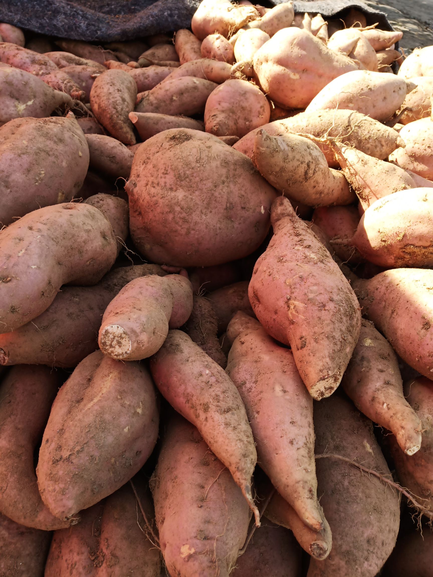 红香蕉红薯 红皮 6两~1斤