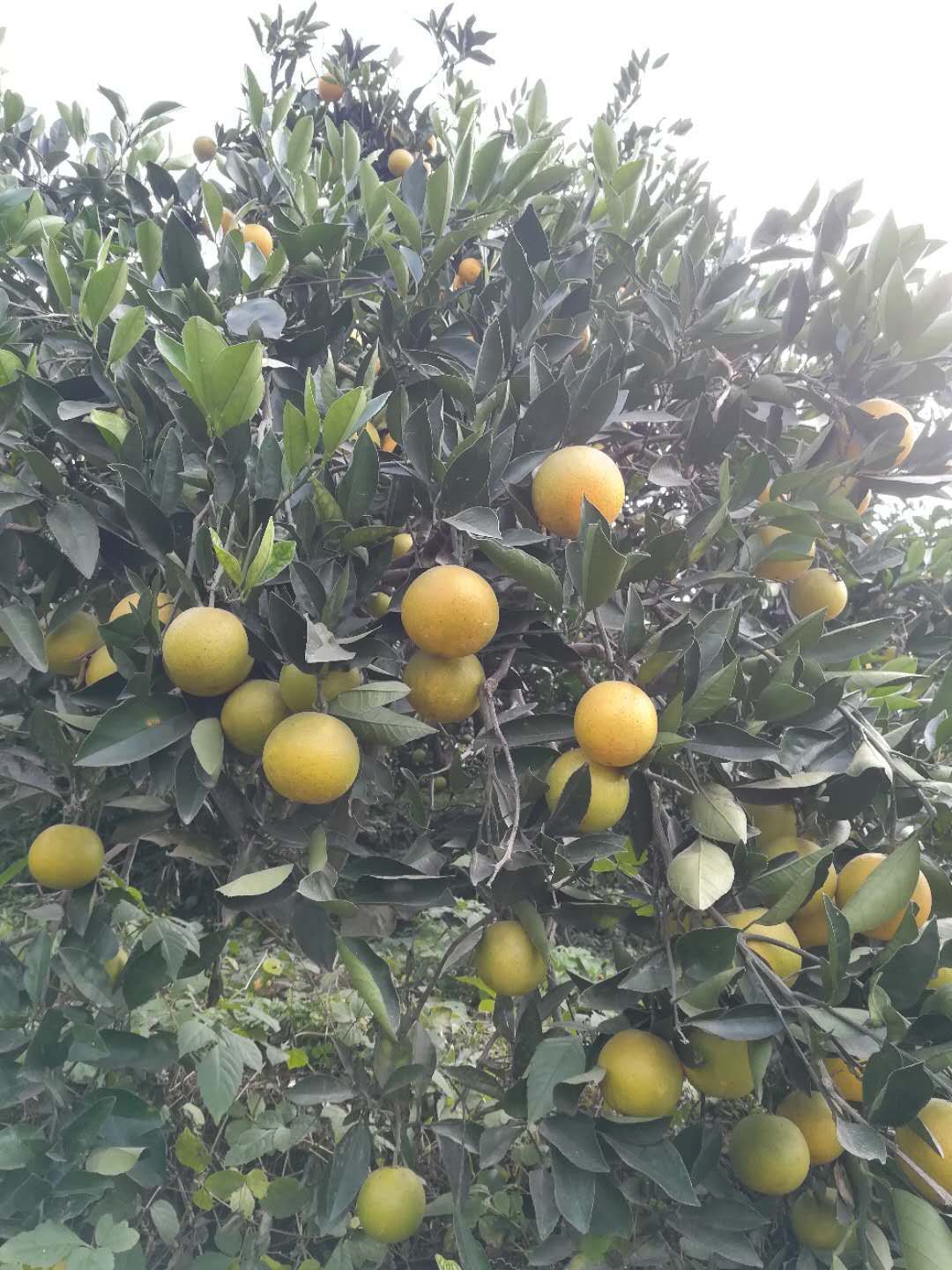 陕西汉中市城固县富硒柑橘最新产地行情趋势|