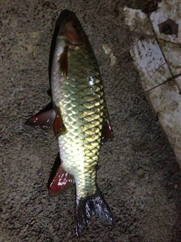 光倒刺鲃鱼苗