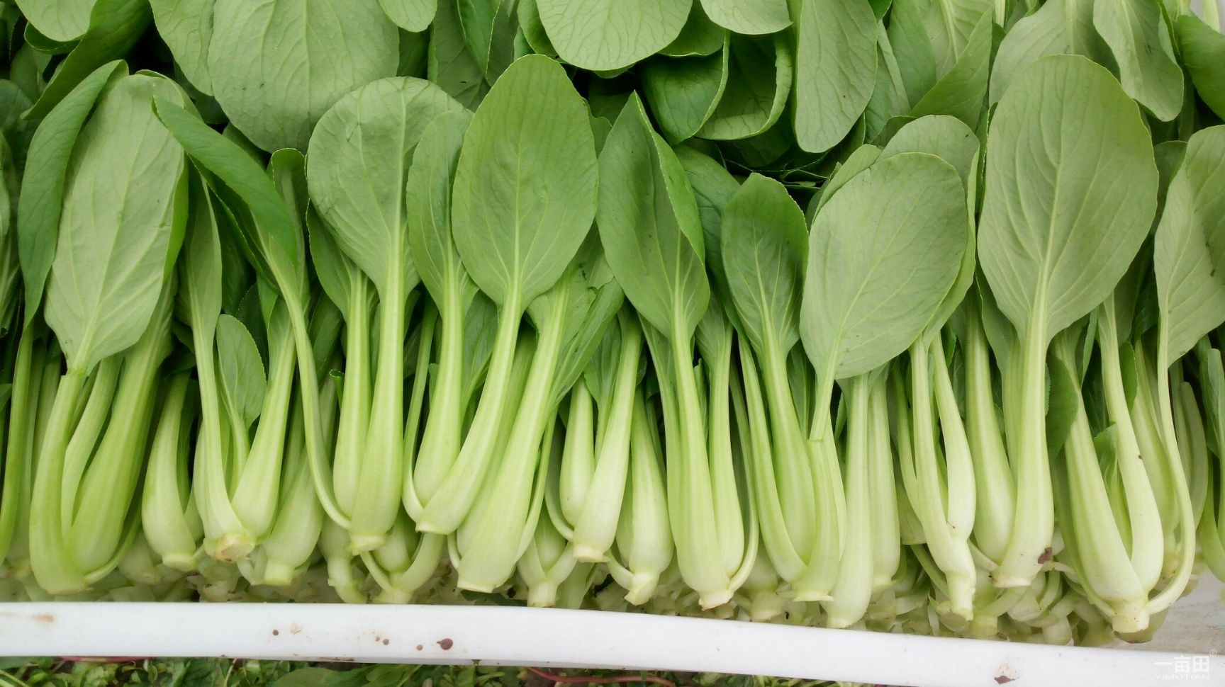 速生小白菜 10~15公分