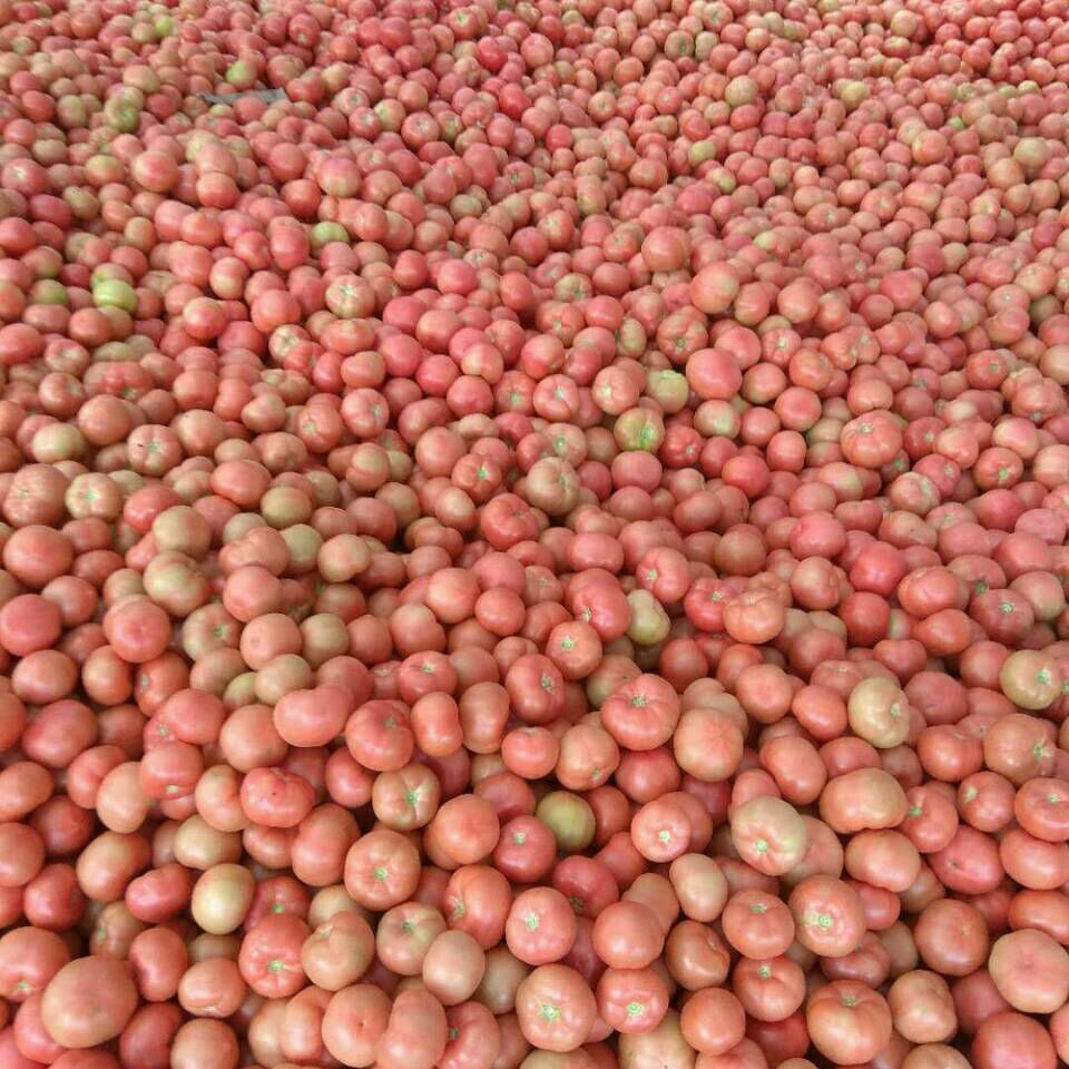 河南洛阳市宜阳县硬粉番茄最新产地行情趋势|