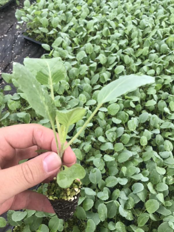 花椰菜苗