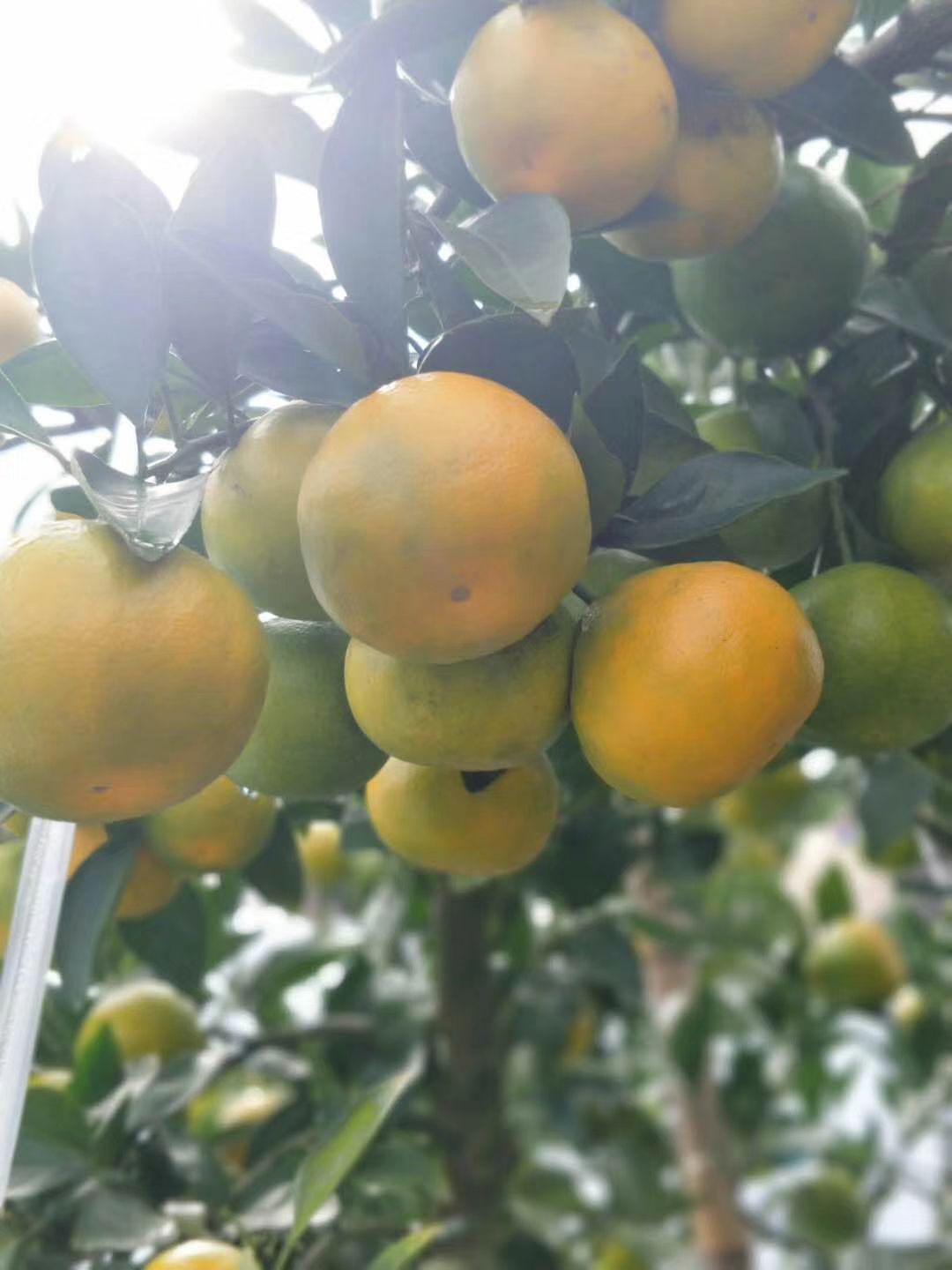 云南玉溪市华宁县特早蜜桔最新产地行情趋势|