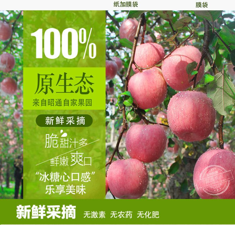 昭通苹果 光果 片红 80mm以上 约10.0斤/箱