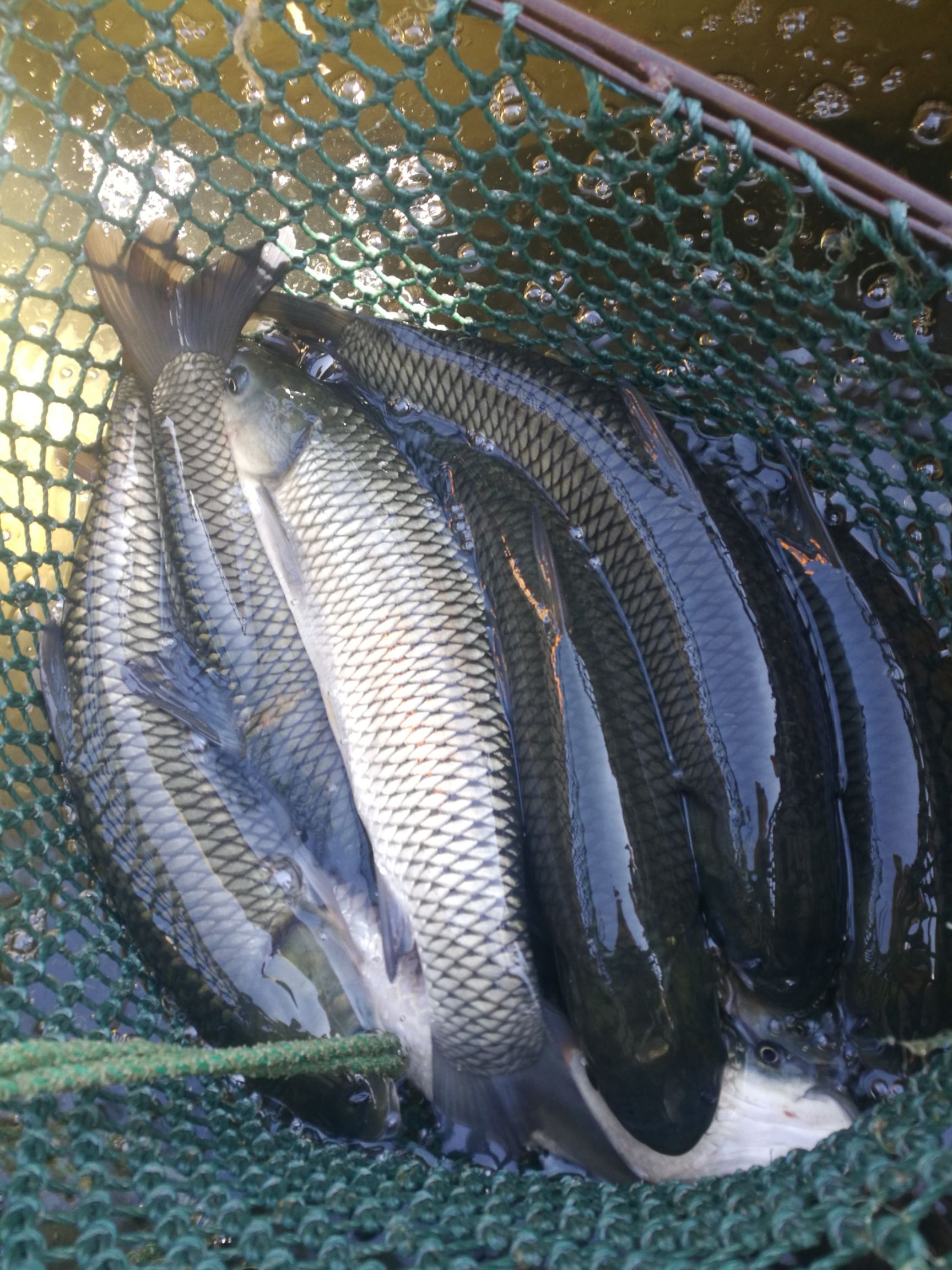 江苏淮安市洪泽县水库草鱼最新产地行情趋势|