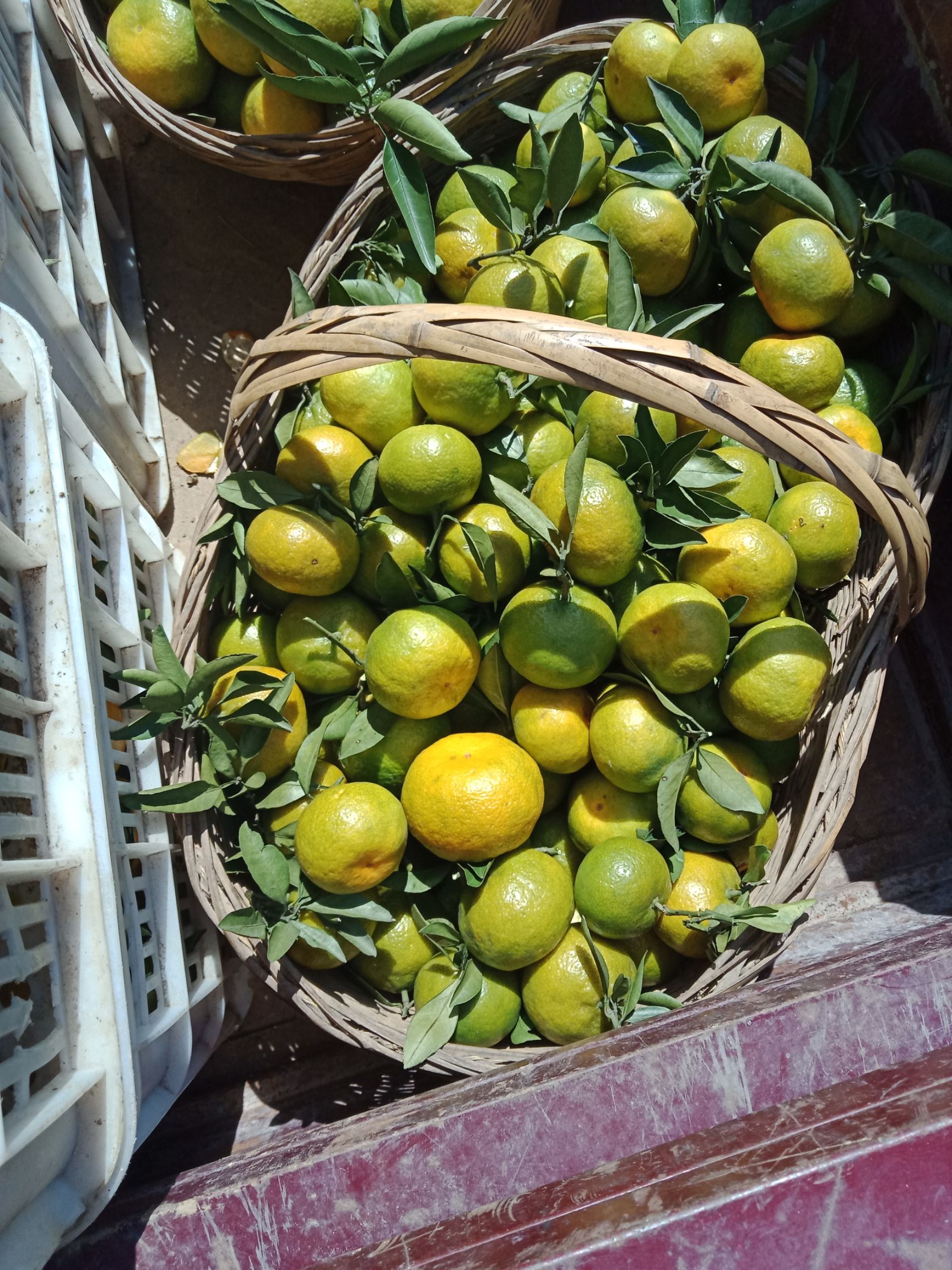 云南玉溪市华宁县特早蜜桔最新产地行情趋势|