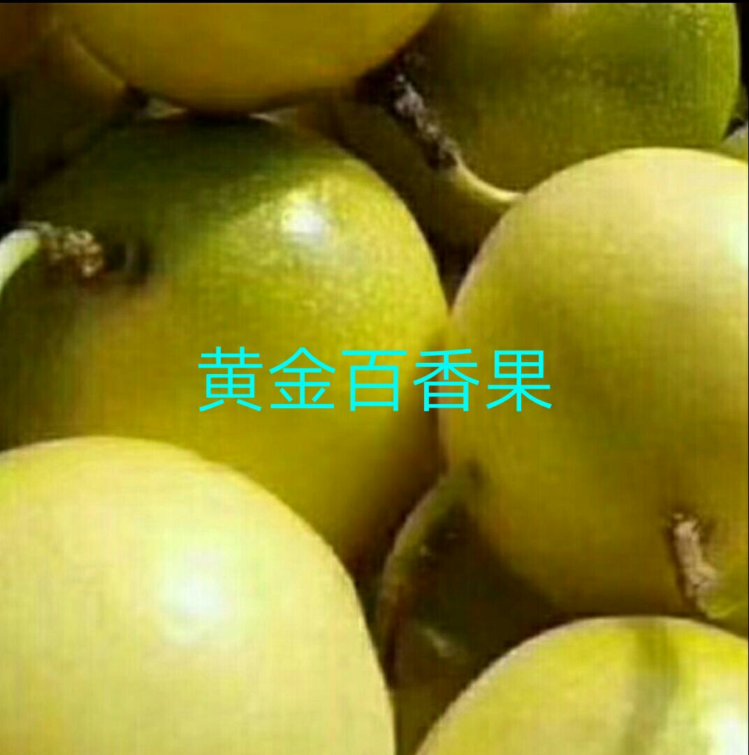 黄金百香果苗