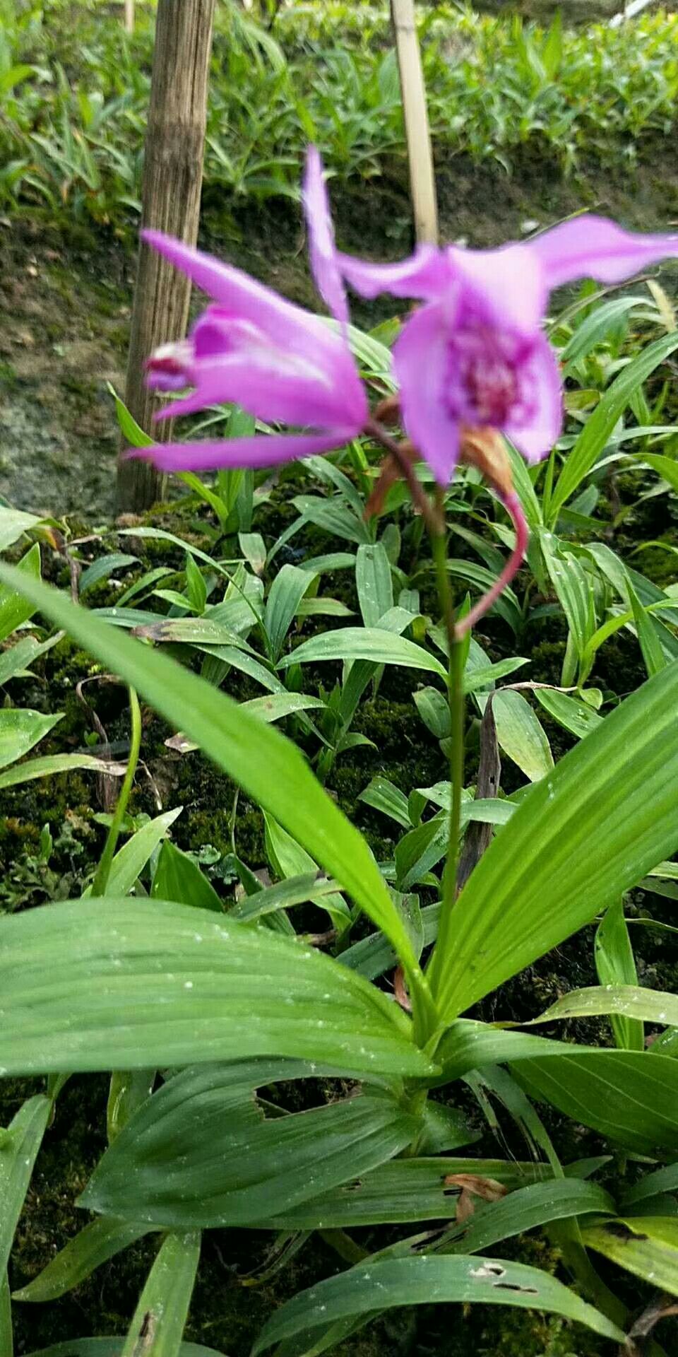 紫花白芨苗 基地直供紫花三叉白芨