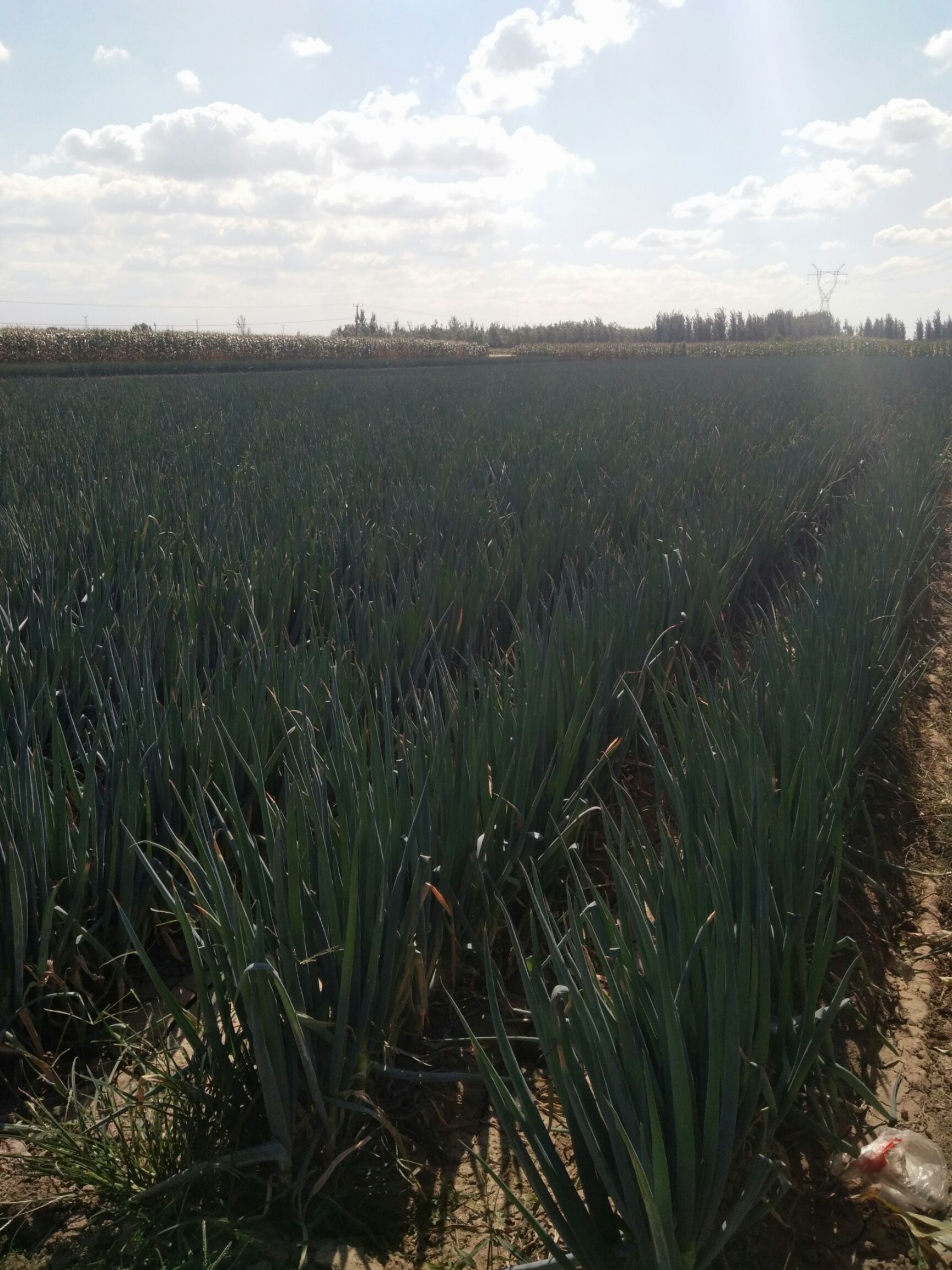 山东聊城市莘县铁杆大葱最新产地行情趋势|产