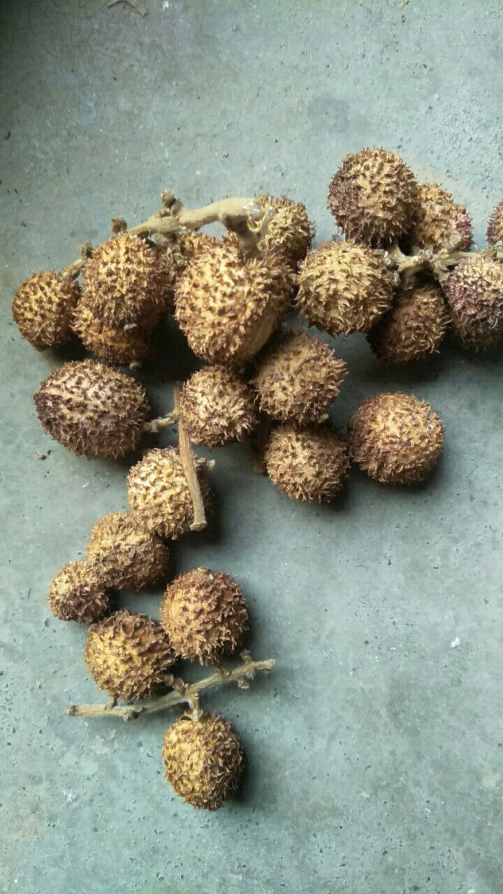 【砂仁批发】砂仁价格200元\/斤 1斤起批