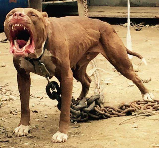 【比特犬批发】比特犬价格800元\/只 1只起批