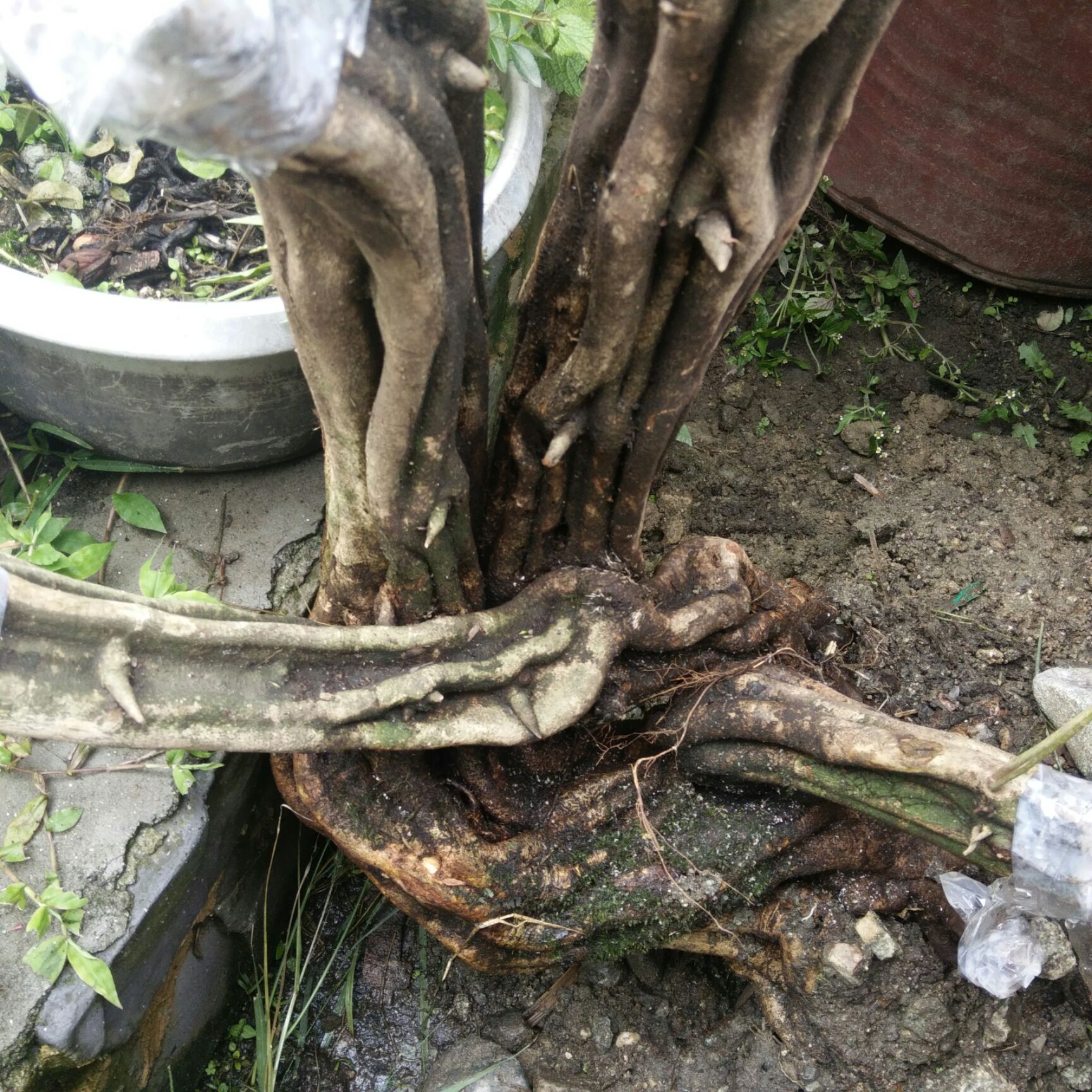 紫薇老树桩