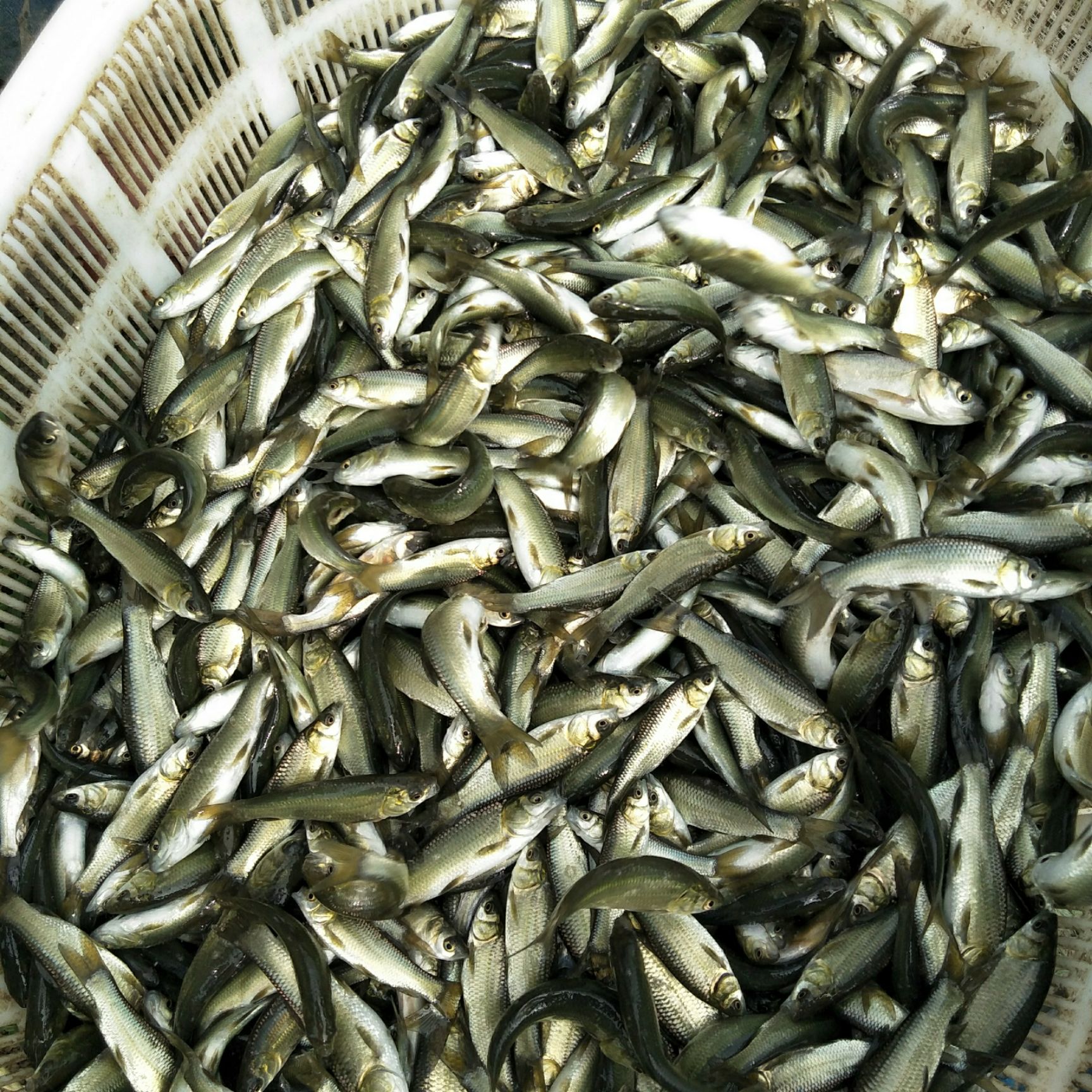 【草鱼苗批发】草鱼苗价格0.3元\/尾 10000尾起