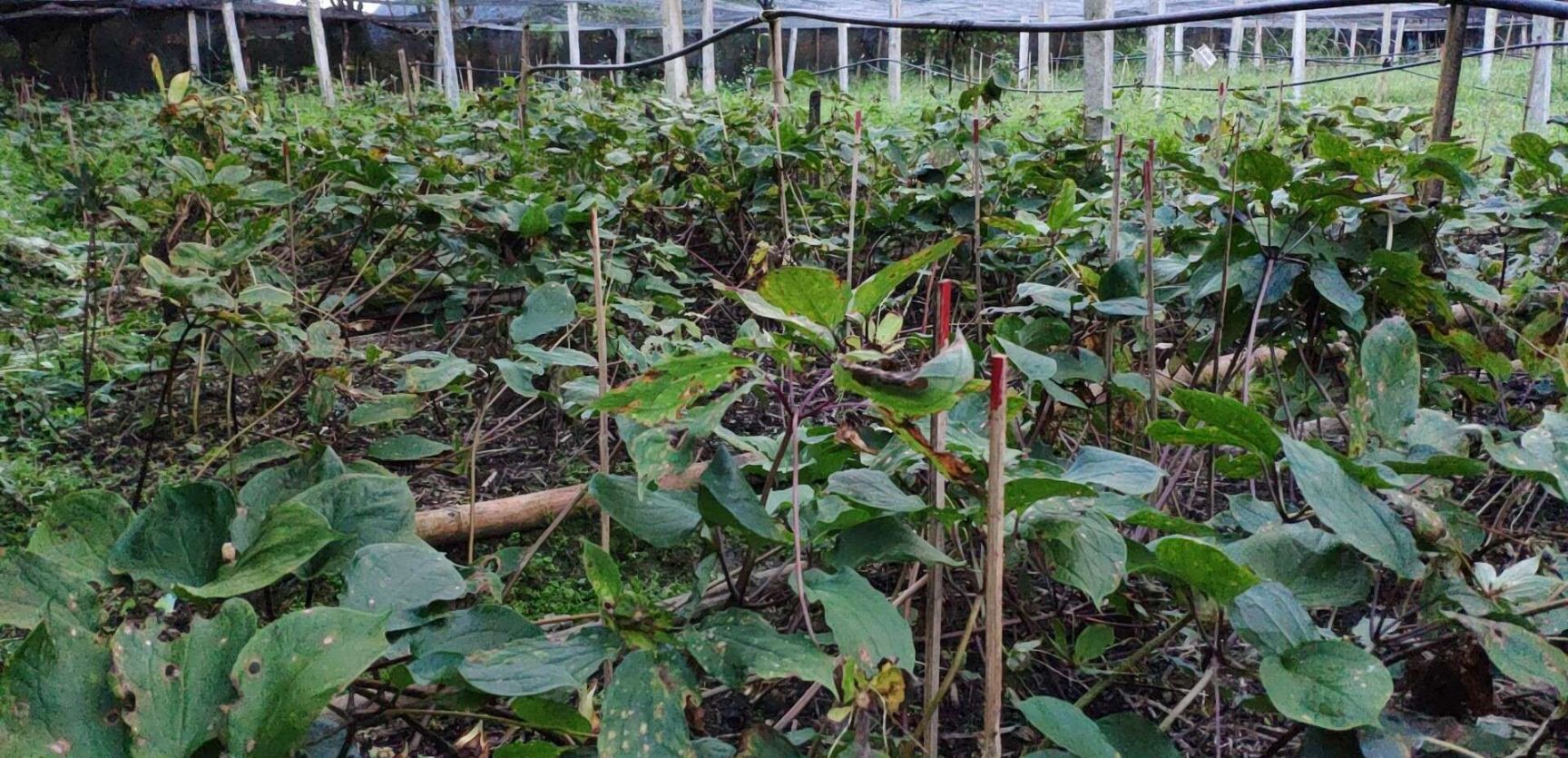 【矮杆滇重楼批发】矮杆滇重楼价格160元\/斤