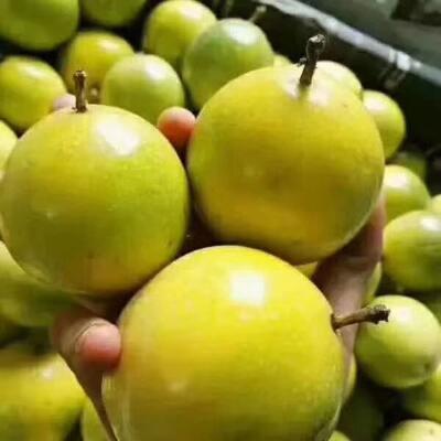 广东茂名市高州市黄金百香果最新产地行情趋势