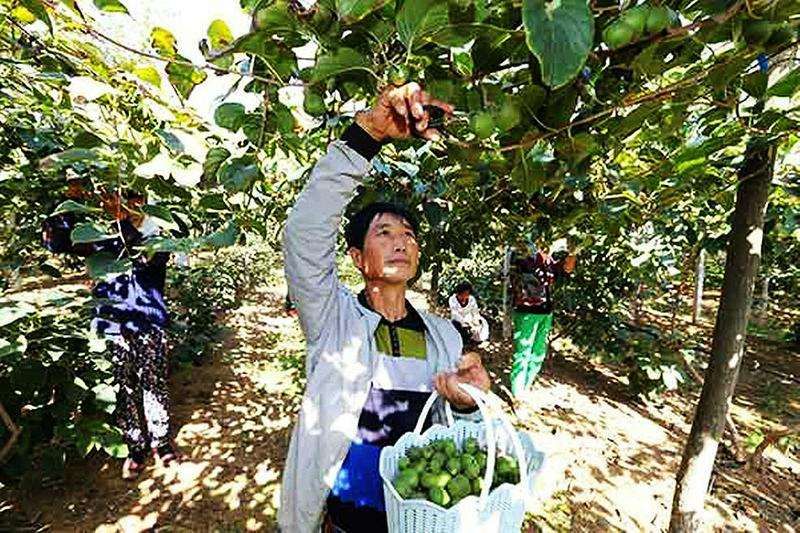 软枣猕猴桃 50克以下