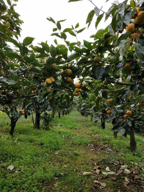 日本甜柿 4 - 5两以上