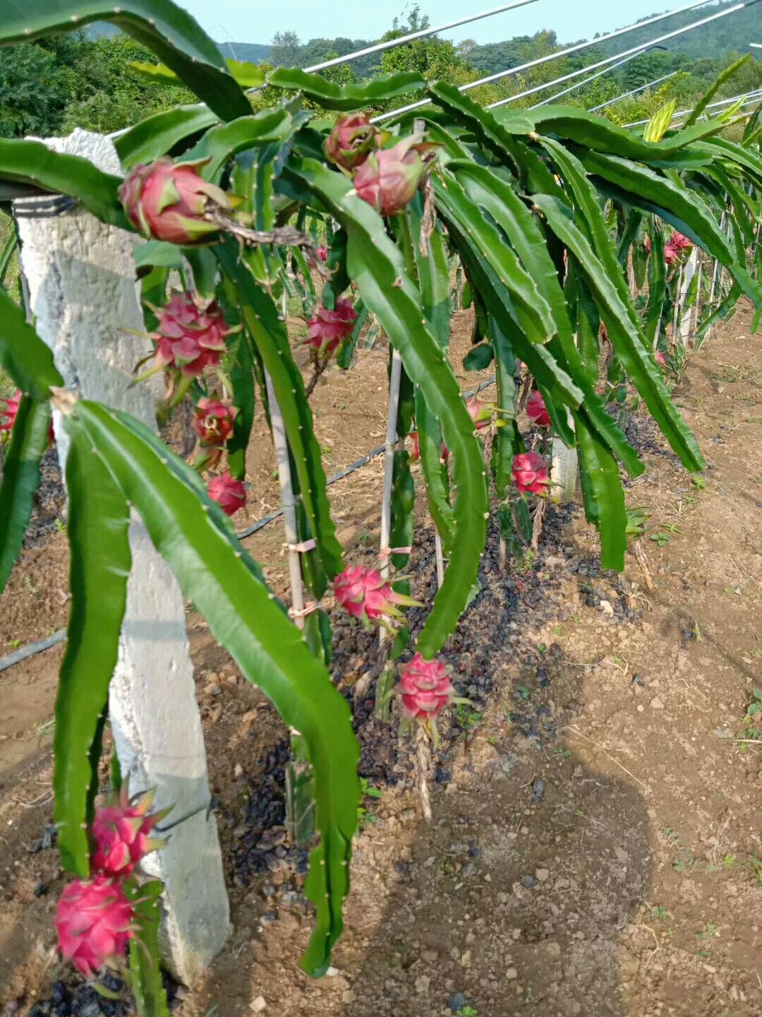 四川省南充市顺庆区红皮红肉火龙果最新产地行