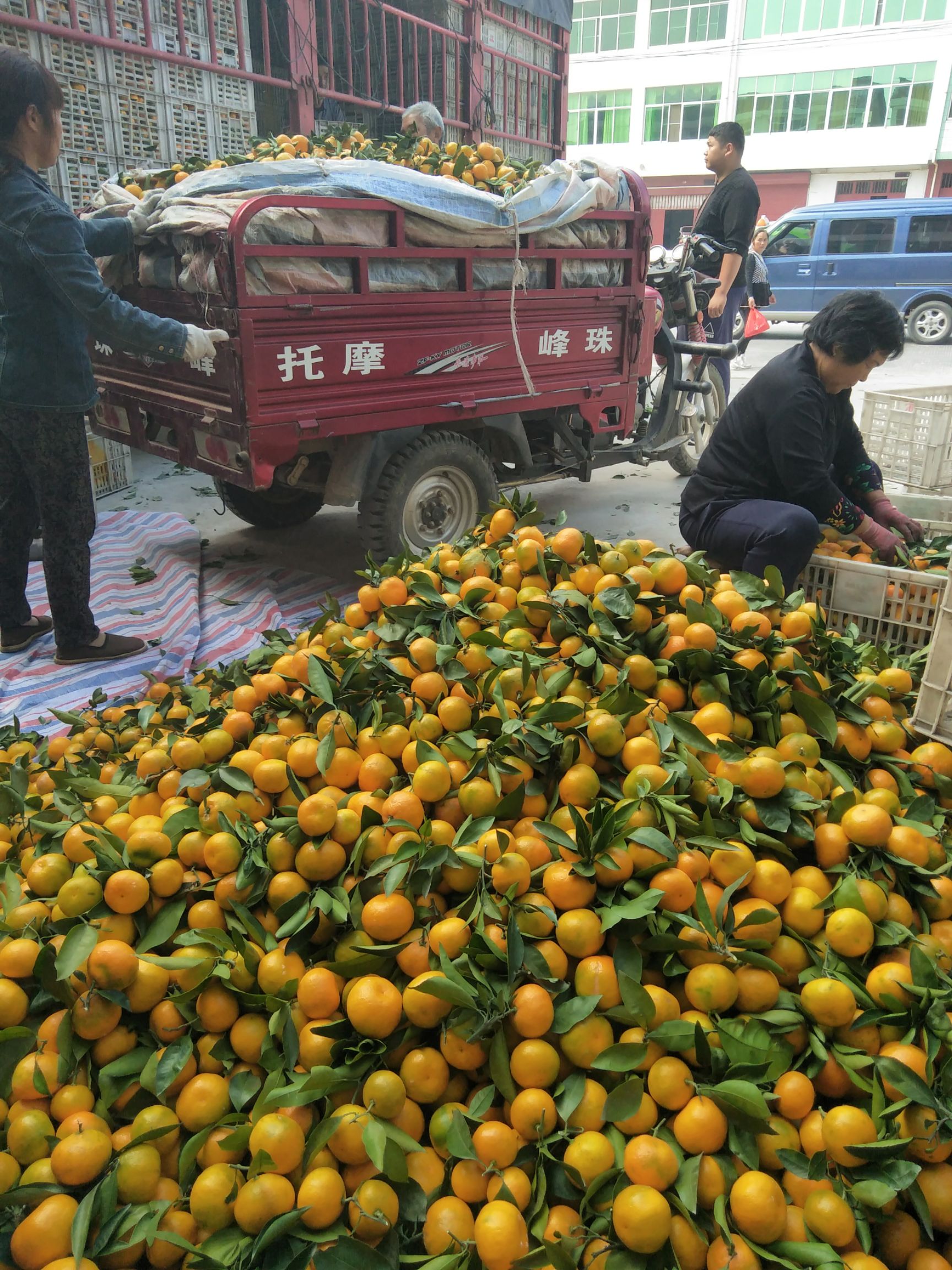 蜜桔 6 - 6.5cm 1.5 - 2两