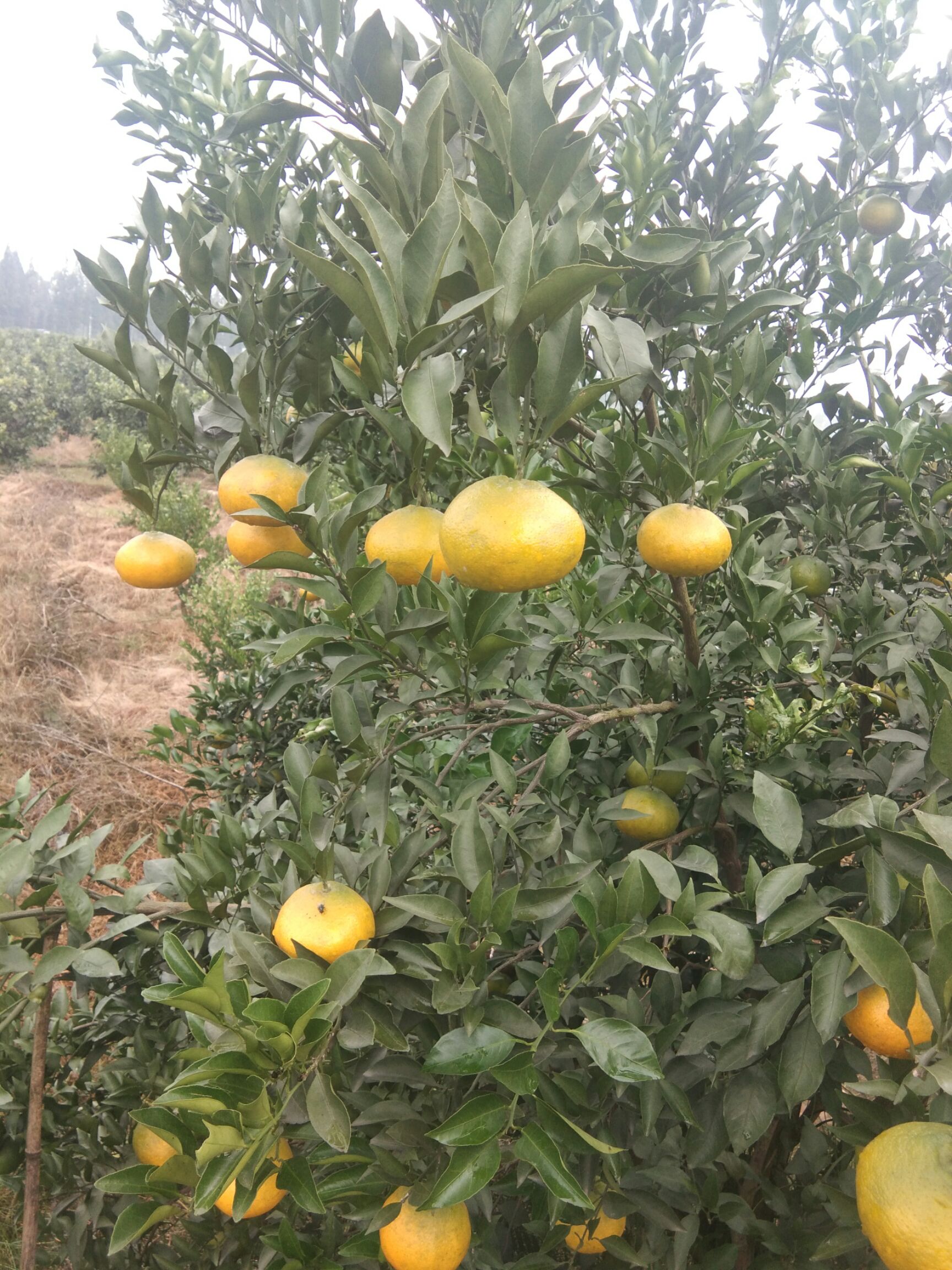 四川成都市新津县耙耙柑最新产地行情趋势|产