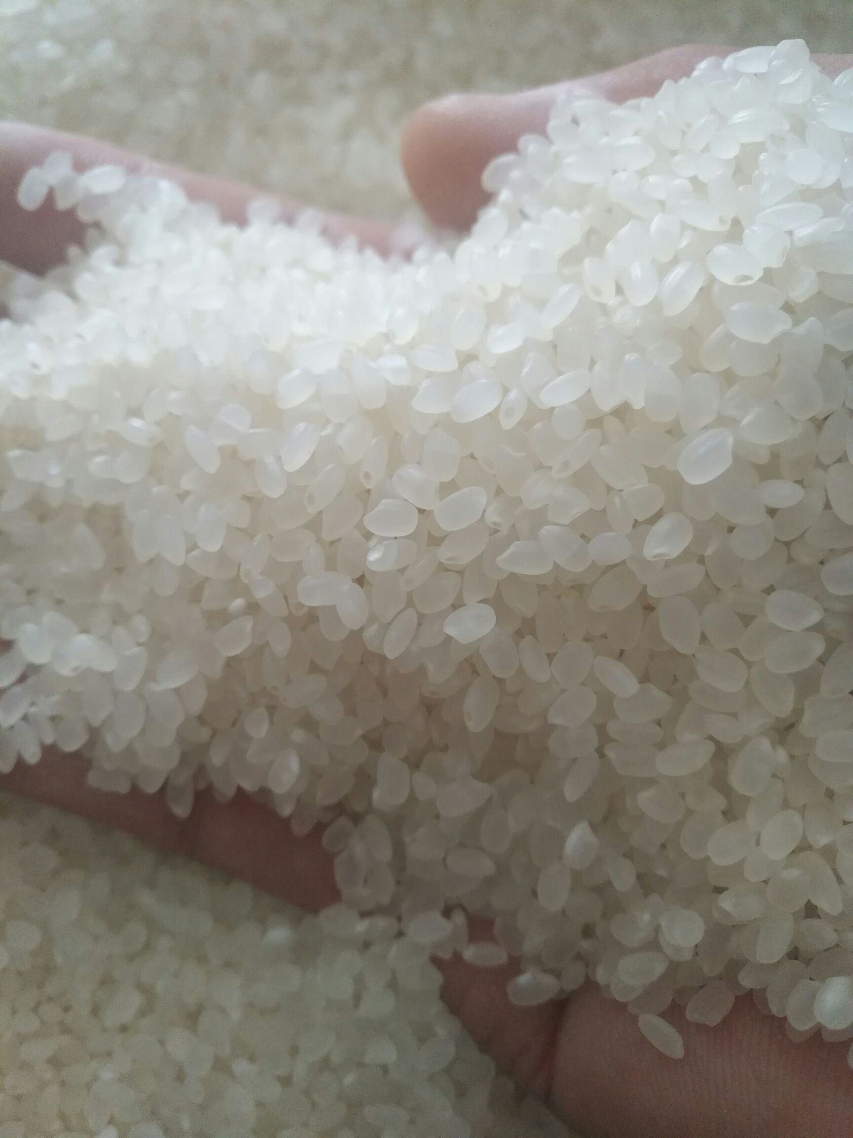 东北大米 绿色食品 晚稻 一等品