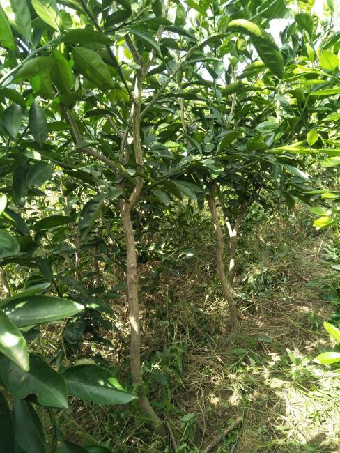 甘平柑橘苗 嫁接苗 1~1.5米