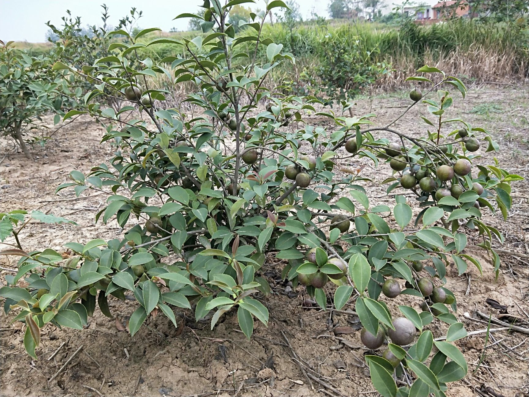 油茶苗