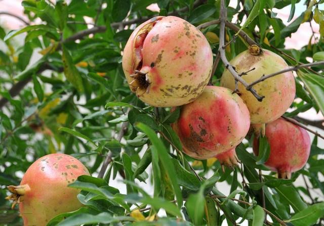 突尼斯软籽石榴树苗