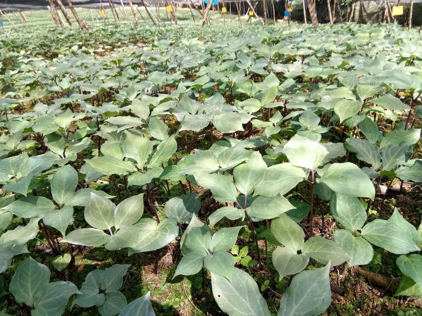 【矮杆滇重楼批发】矮杆滇重楼价格5元\/颗 10