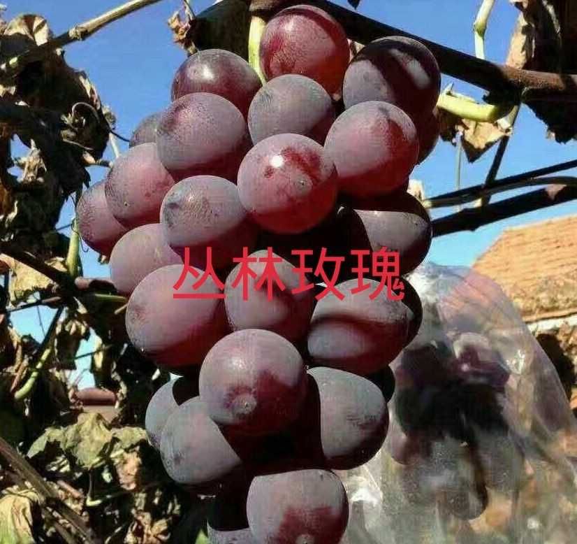 丛林玫瑰葡萄苗