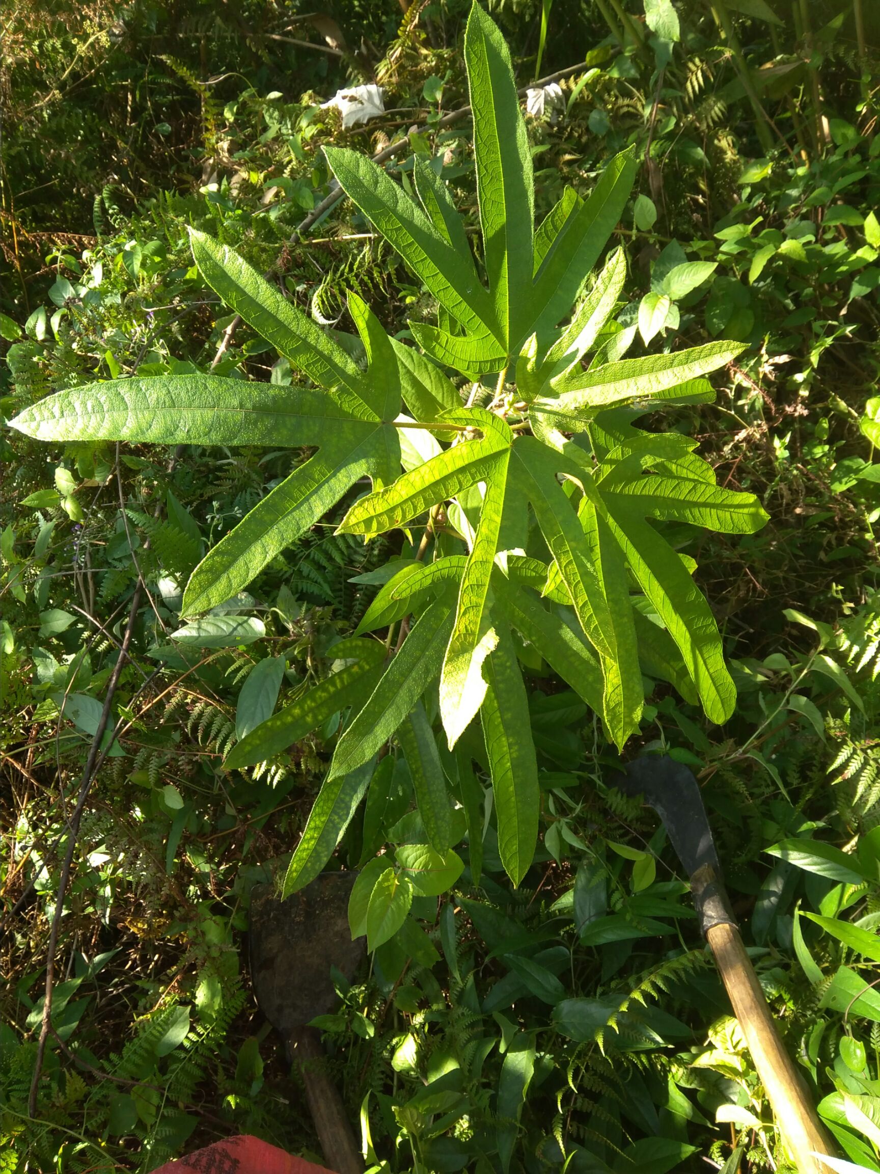 粤北山区野生五指毛桃根心材,纯天然野外挖掘,农家纯手工剥皮