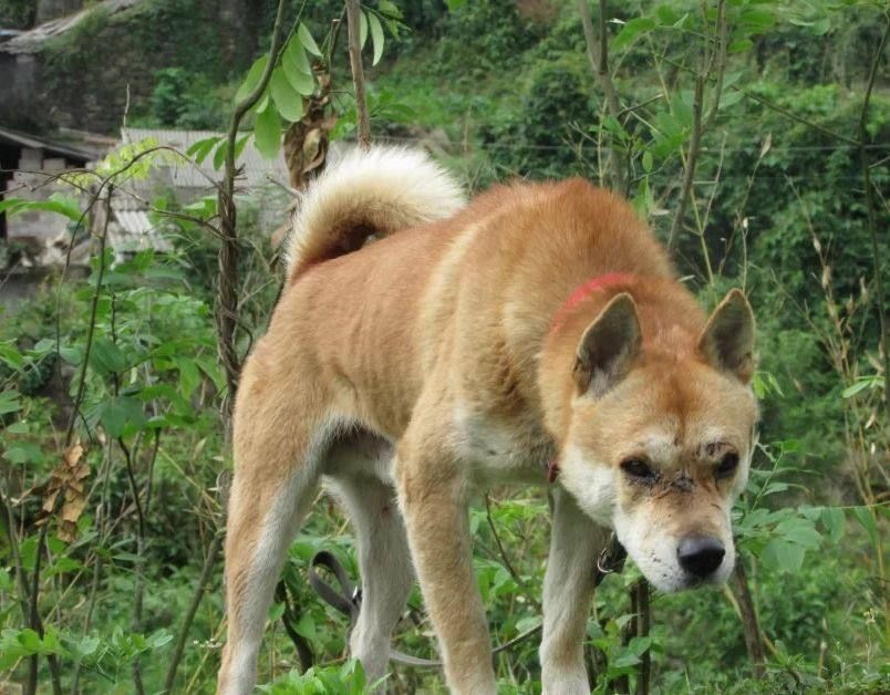 土狗