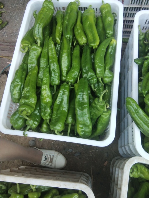 夏邑辣椒大量上市 品种有301泡椒 青线椒 黑线椒 芜湖椒 螺丝