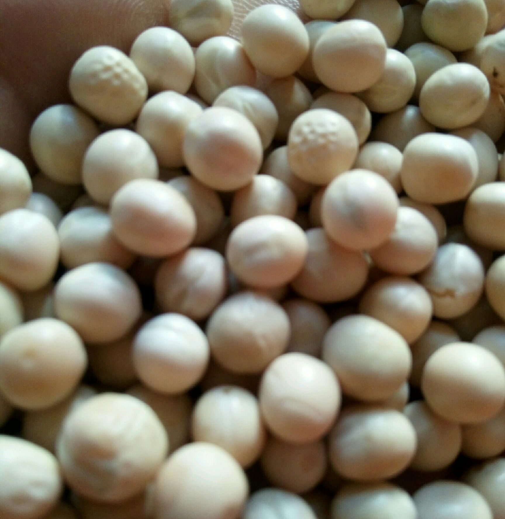 辽宁锦州市北镇市白豌豆最新产地行情趋势|产