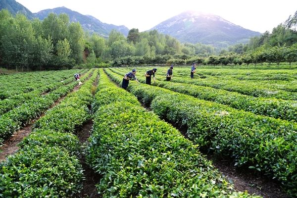 桃林绿茶 袋装 一级