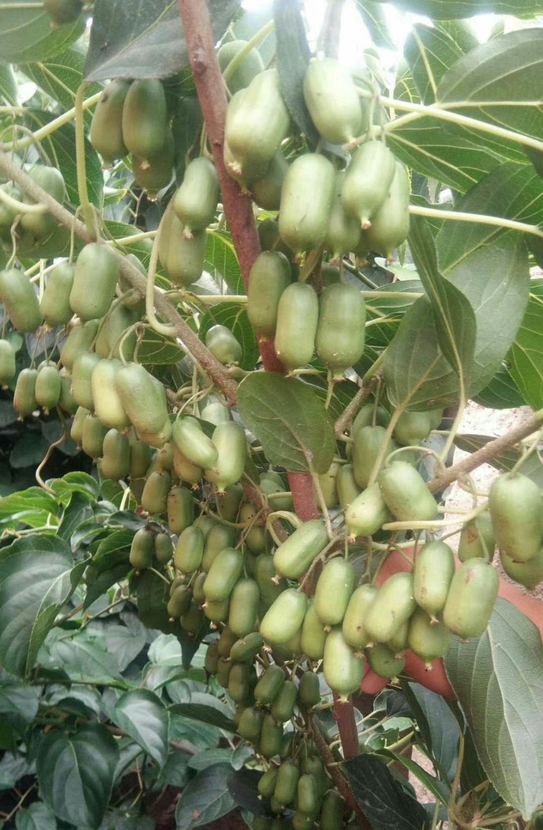 软枣猕猴桃苗 嫁接苗