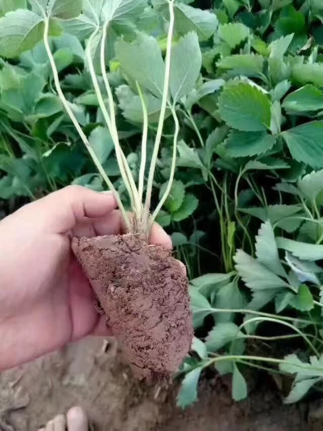 红颜草莓苗 地栽苗 10~20公分