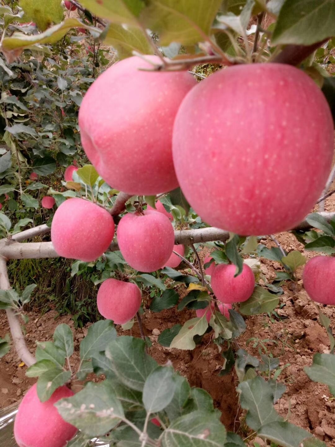 红富士苹果 纸袋 片红 75mm以上