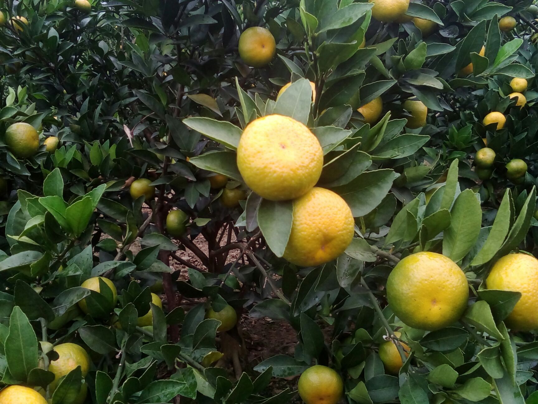 【预售】南丰蜜桔 3 - 3.5cm 1 - 1.5两