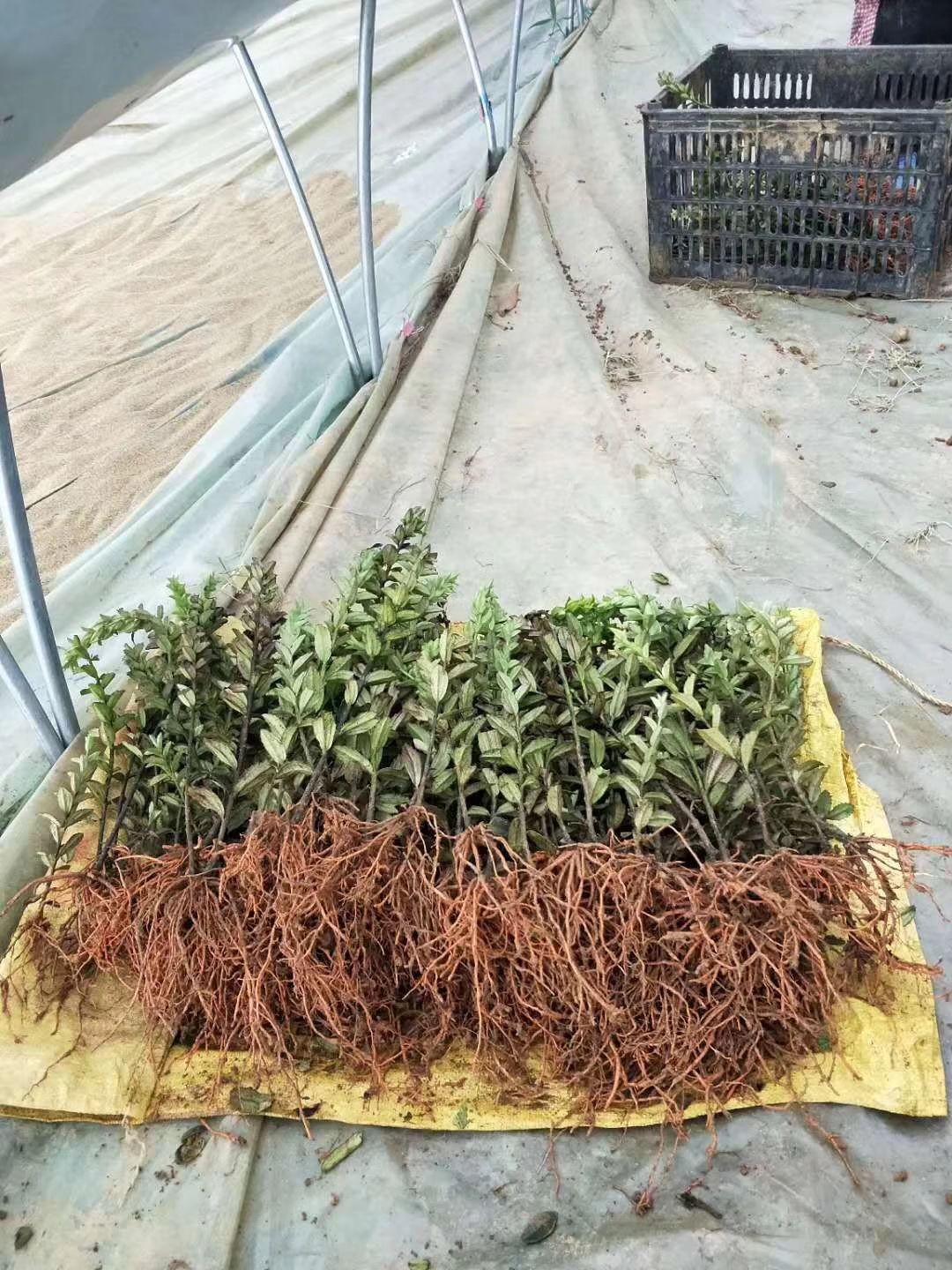 红根野蚕豆苗