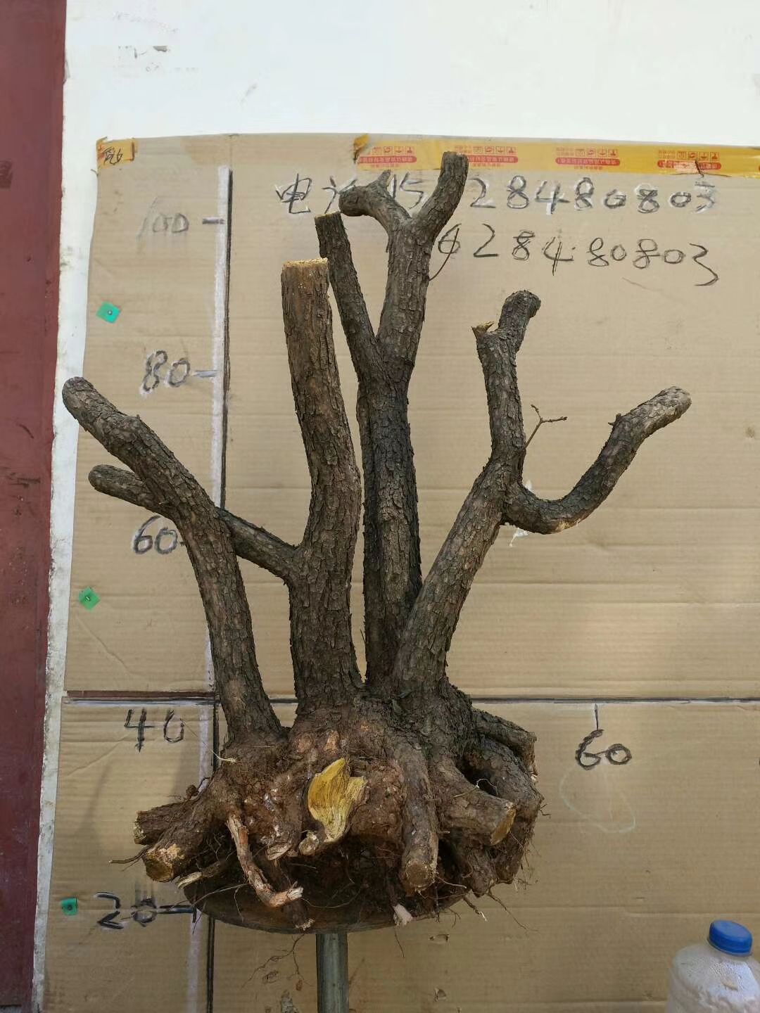 黄栌