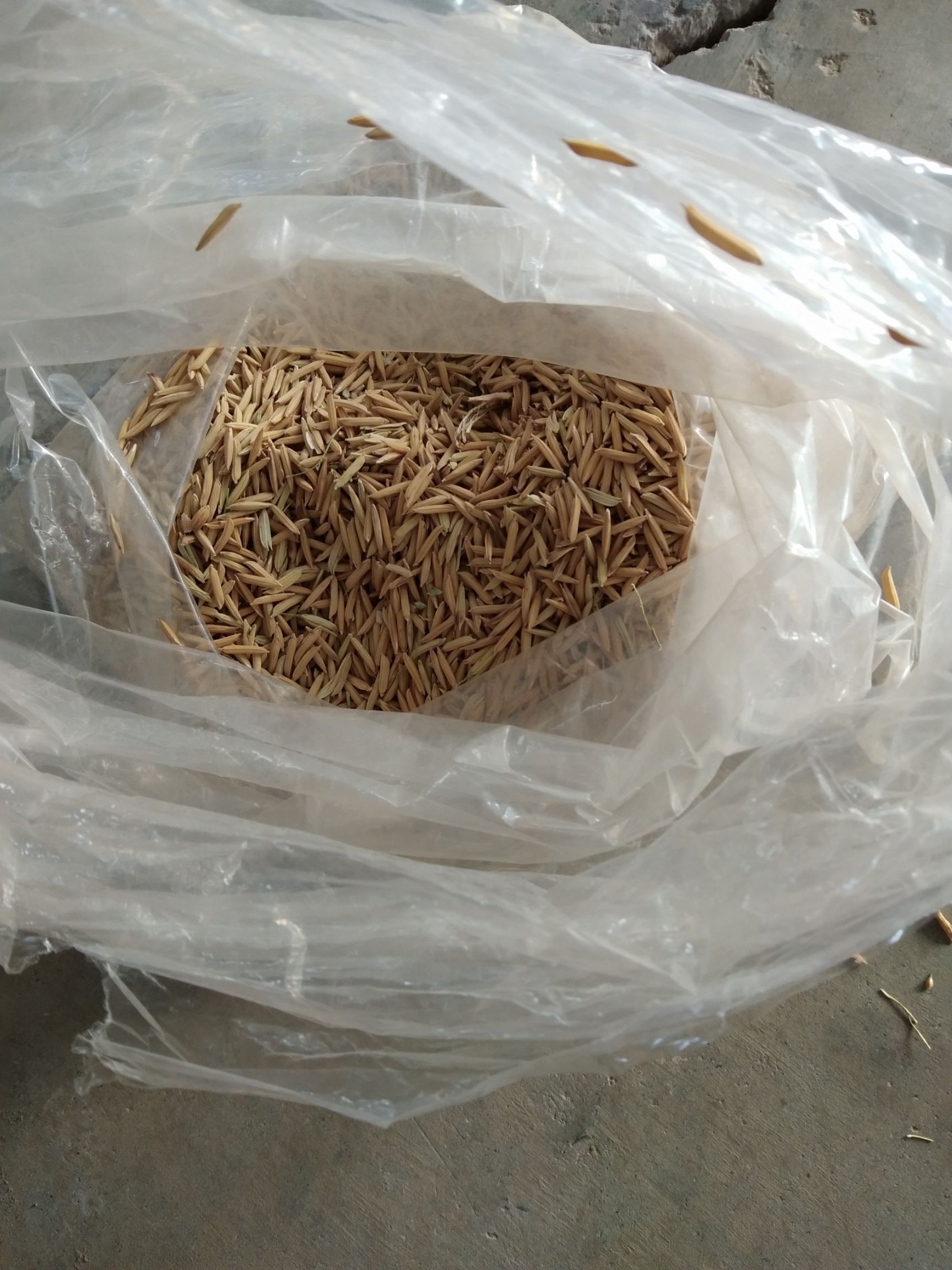 玉针香稻谷中稻