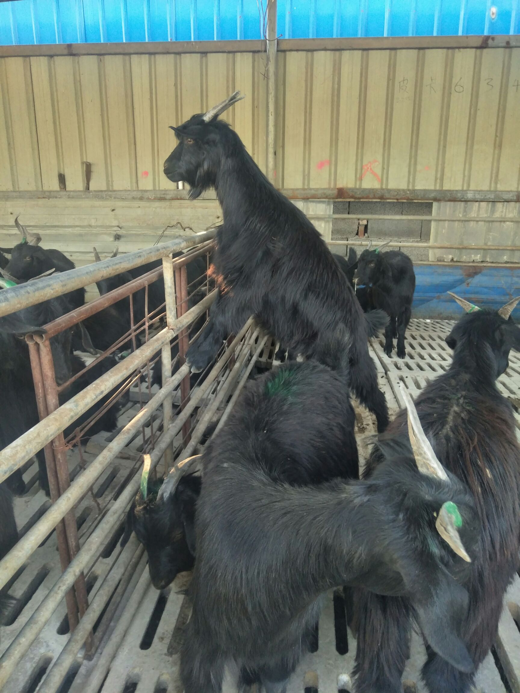 杂交努比亚黑山羊 50-80斤
