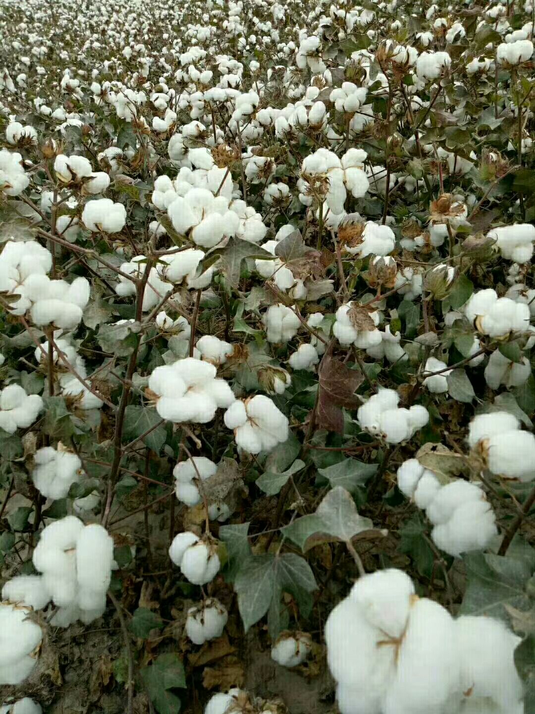【新疆棉花批发】新疆棉花 价格5.5元/斤 600斤起批